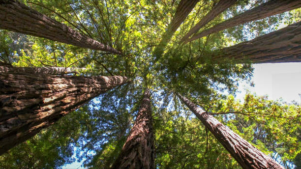 How Our Tree Care Process Works  in  Washington, MO